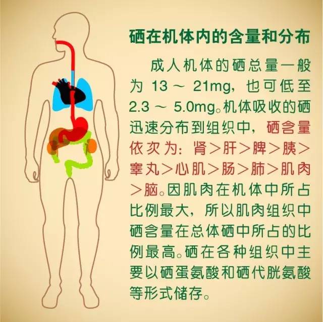 硒在人體內的代謝