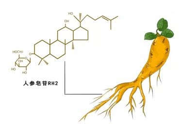 科普：人參皂苷Rh2的效果是看含量還是濃度？
