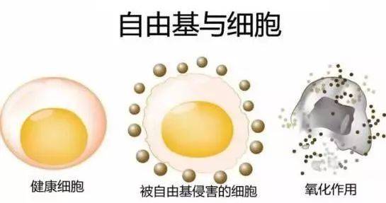 硒語 | 美國華裔專家揭曉新病毒與自由基的關系！