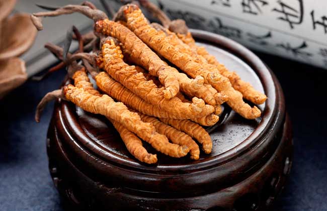 冬蟲夏草的營養成分有哪些？好在哪里