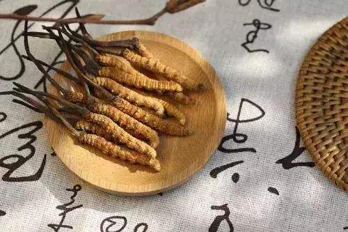 傳統醫學的新發現——蝙蝠蛾擬青霉菌