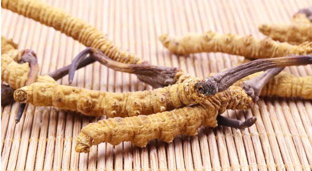 萬(wàn)萬(wàn)沒(méi)想到冬蟲夏草竟然有這么多的好處