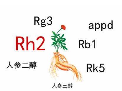 中藥人參皂苷的輔助作用，Rh2和Rg3都不錯