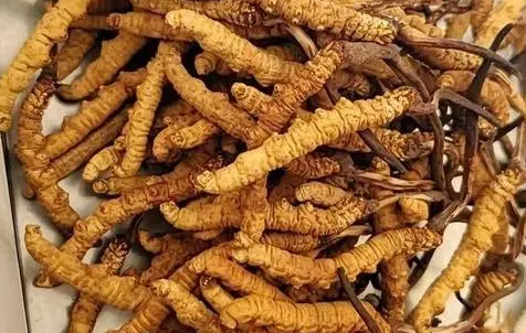 冬蟲夏草那么多種吃法，哪種才能發揮作用？