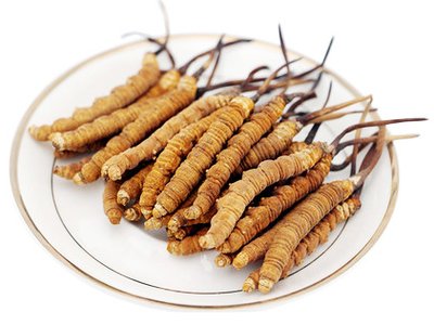 為什么說冬天是最適合進補蟲草的季節