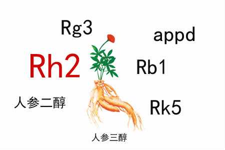 人參皂苷的免疫調節作用有什么特殊之處？