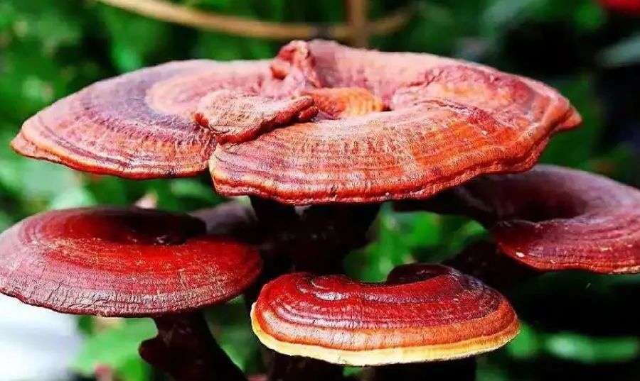 高品質(zhì)免疫力產(chǎn)品，靈芝孢子粉需要仔細挑選
